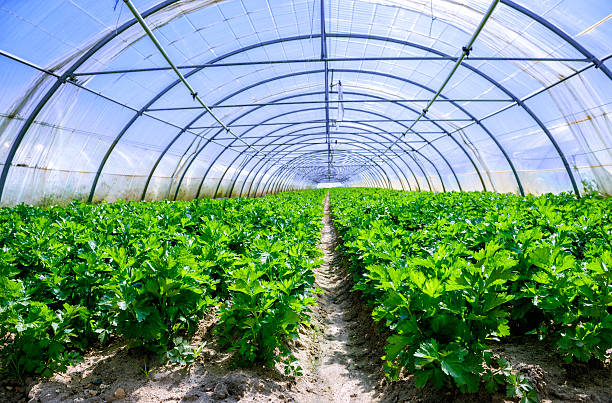 istock Celery greenhouse culture 505307323