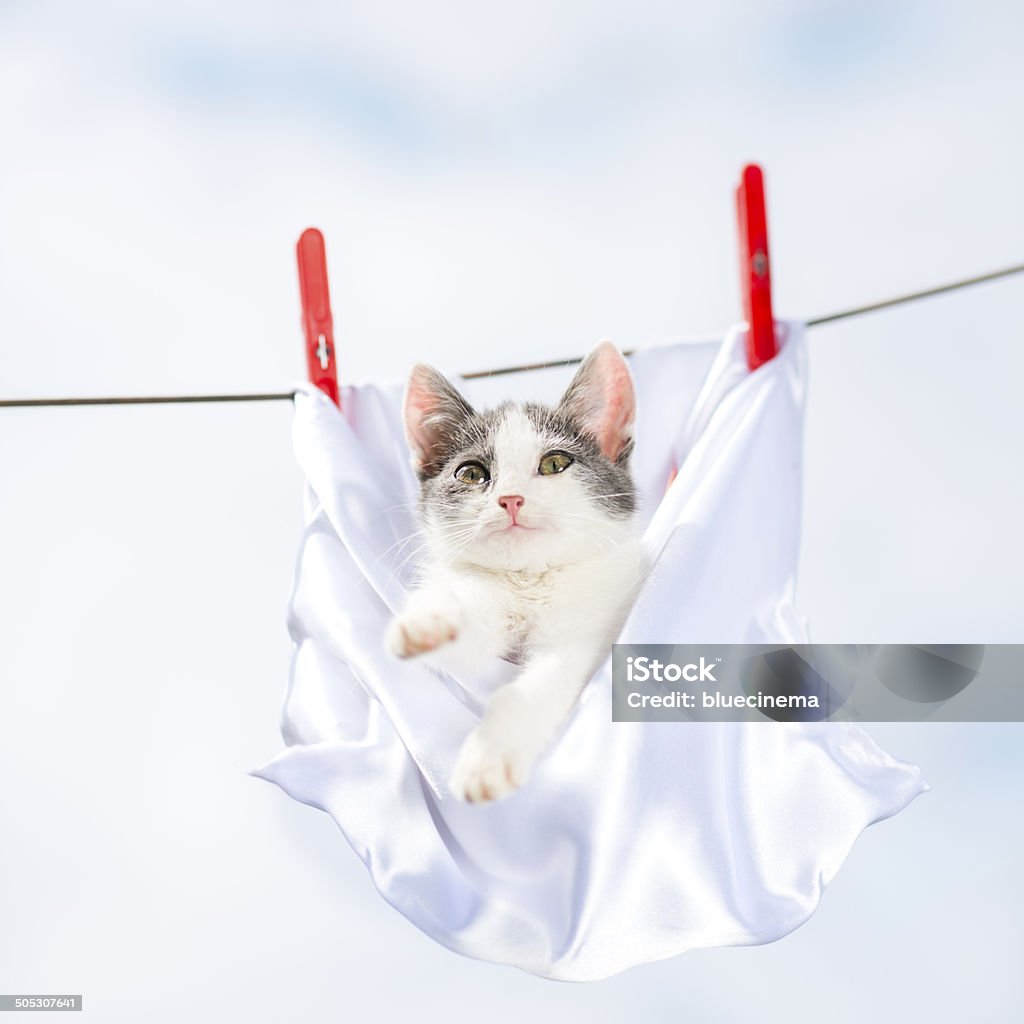 Cuerda de tender la ropa con Cat - Foto de stock de Cuerda de tender la ropa libre de derechos
