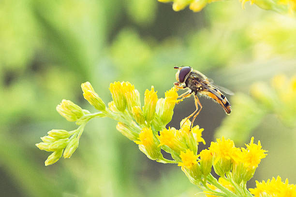Syrphid - Hover Fly on Garden Flowers Closeup and detailed.