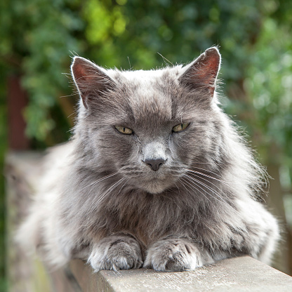 Elderly old long-haired grey cat with yellow eyes and a friendly expression lying on a wooden railing in a garden