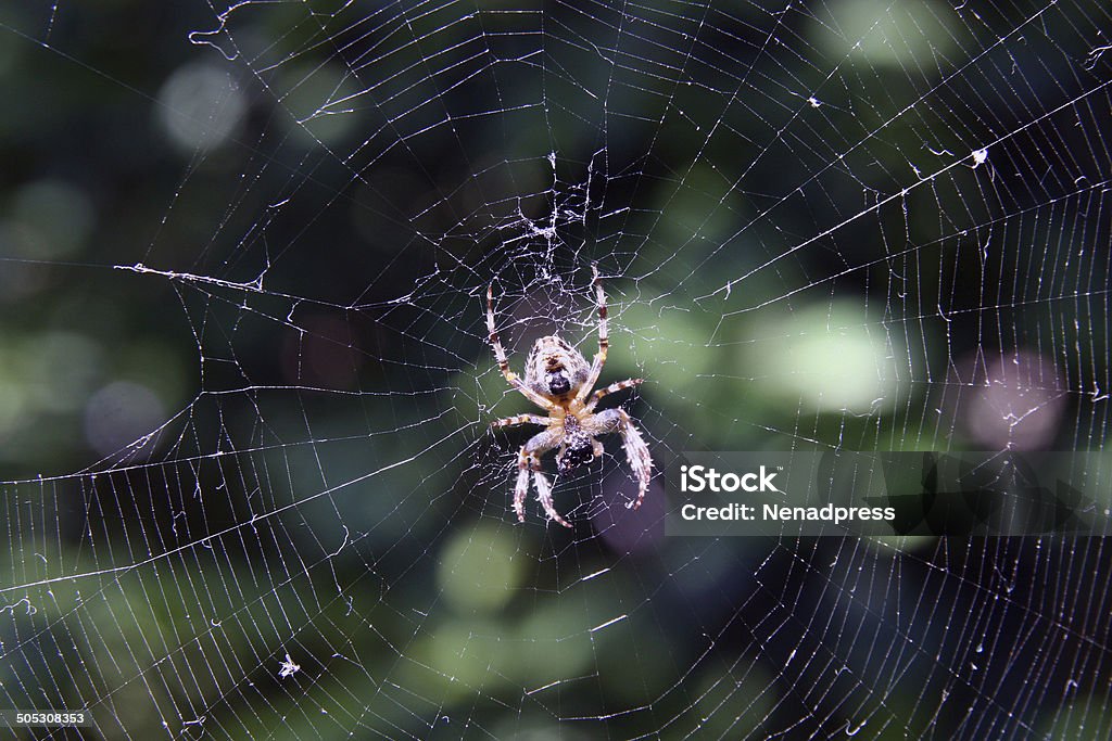 Araña de galilea - Foto de stock de Acorralado libre de derechos