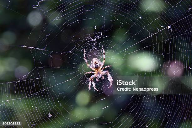 Araña De Galilea Foto de stock y más banco de imágenes de Acorralado - Acorralado, Aire libre, Animal