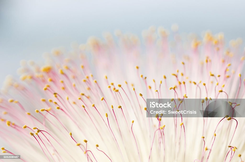 Fish Poison Tree or Putat Fish Poison Tree or Putat or Sea Poison Tree or Barringtonia asiatica flowers in the nature Botany Stock Photo