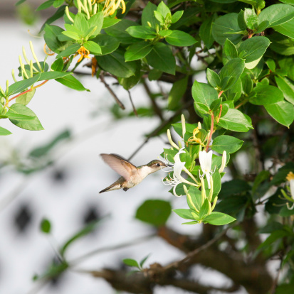 A female Ruby-throated Hummingbird, or Archilochus colubris, is eating the nectar of a newly blossomed honeysuckle flower.  In the background is the honeysuckle bush against a blurred white trellis panel.