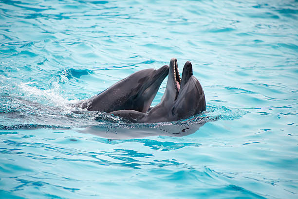 istock cute dolphins during a speech at the dolphinarium 505327508