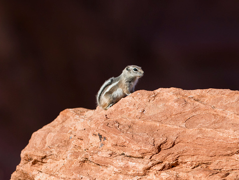 Ground Squirrel photographed in the Valley of Fire state park in Las Vegas, Nevada. Photographed with the Canon 300mm 2.8 L and the EOS 5DSR at 50mp. This file is cropped from the original 50mp