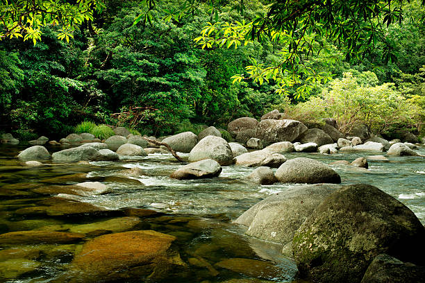 Rainforest Mosssman River, Daintree National Park, Queensland, Australia mossman gorge stock pictures, royalty-free photos & images