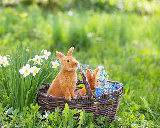 красный кролик на открытом воздухе - yellow easter daffodil religious celebration стоковые фото и изображения