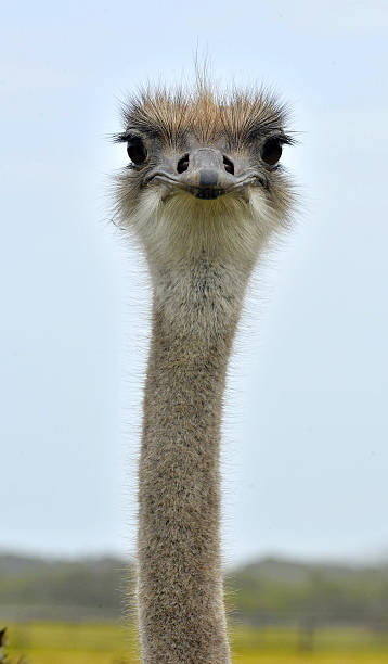 The head of the ostrich