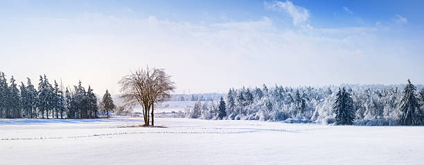 Japan, Clear Sky, Betula pendula, Snow, Sunny