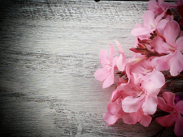 istock pink floral on white wood background 505332632