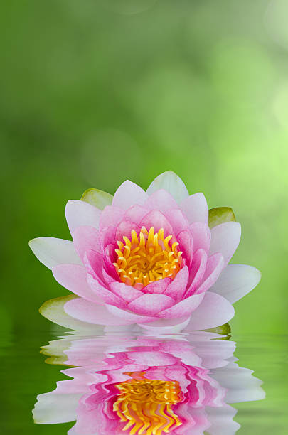istock water lily , lotus on water with reflections 505333486