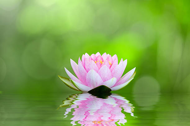 istock water lily , lotus on water with reflections 505333752