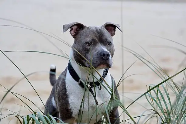 Close up of my handsome blue brindle and white Staffordshire bull terrier on a cold winter day at the beach, Hemsby, Norfolk, uk 2015