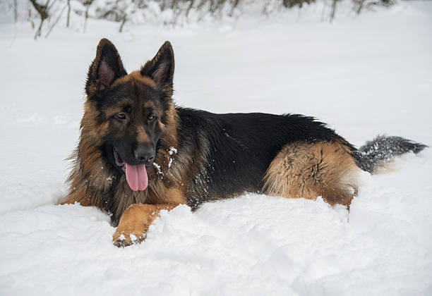 istock German Shepherd Dog on the snow 505335128