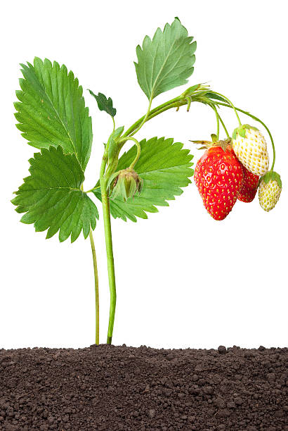 istock Strawberry growing out of the soil 505337430