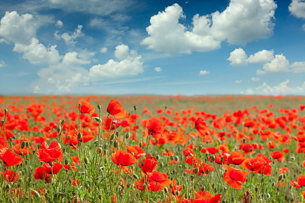 istock Summer poppy field landscape with blue sky and clouds 505339598