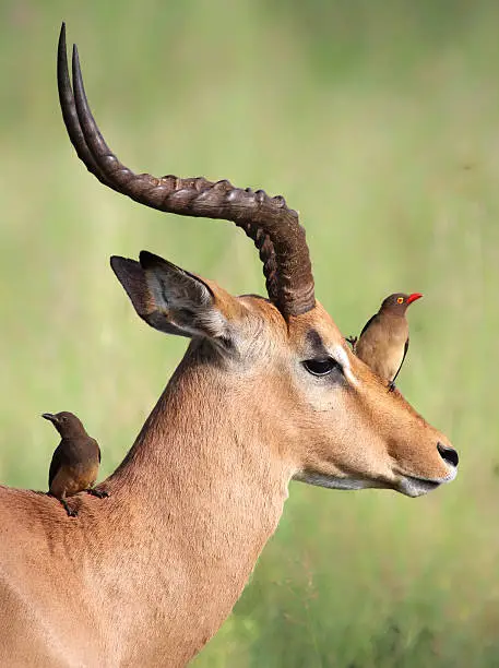 Photo of Red-billed Oxpeckers sitting on male Impala