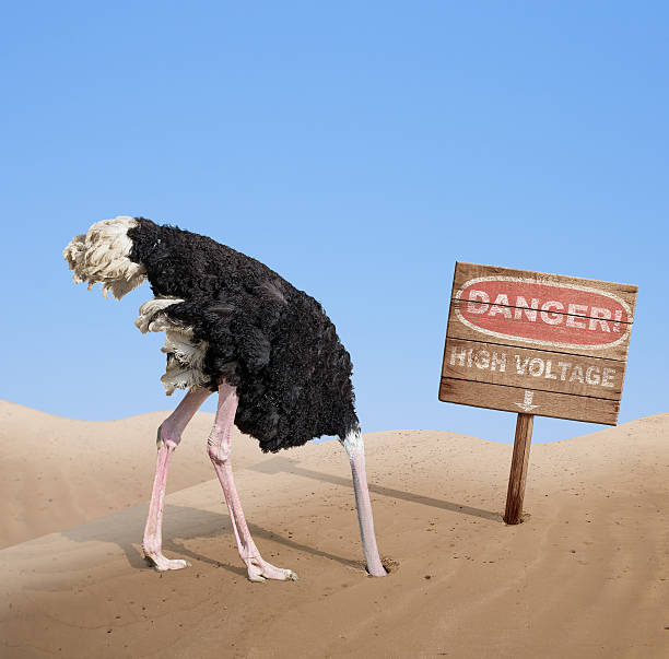 istock scared ostrich burying head in sand under danger sign 505340090