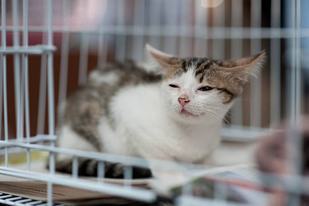 istock stray sick cat being rescued 505340208