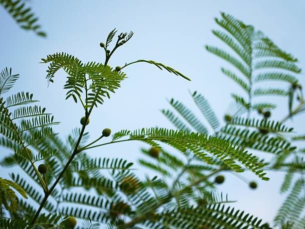 Acasia Stock Photo - Download Image Now - Acacia Tree, Animal