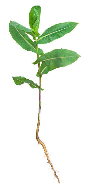 istock Medicinal plant. Milkweed 505340384