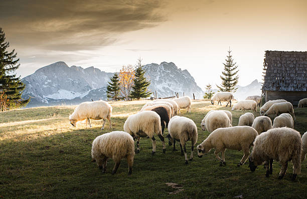 istock Flock of sheep grazing 505341380