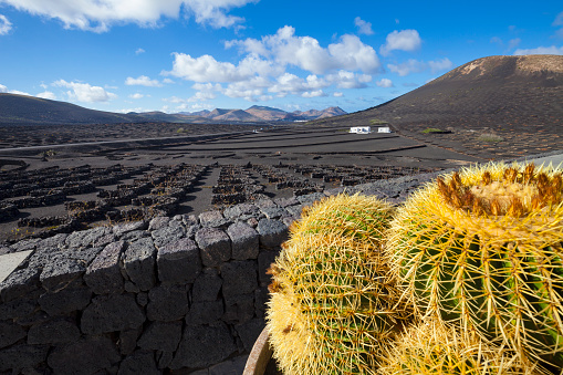 Wine-growing district at Lanzarote, Canary Islands, Spain, Large cactus in front.