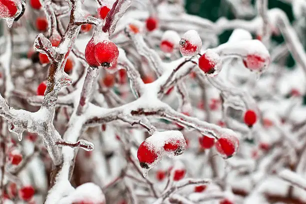 Frozen rose hips on a bush in the ice