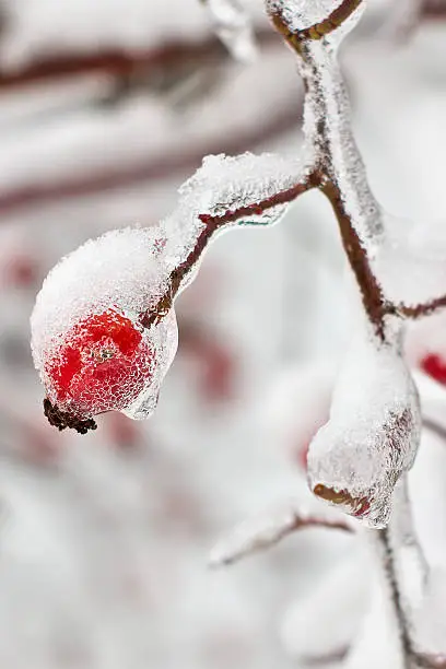 Frozen rose hips on a bush in the ice