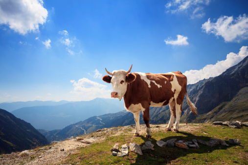 Cow in European Alpes, Austria.