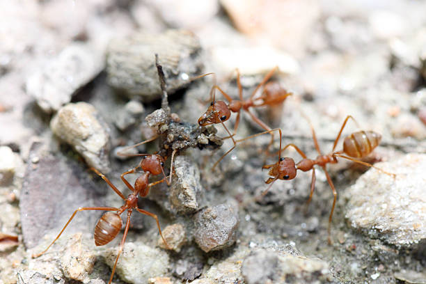 istock Ants are looking for food. 505365629