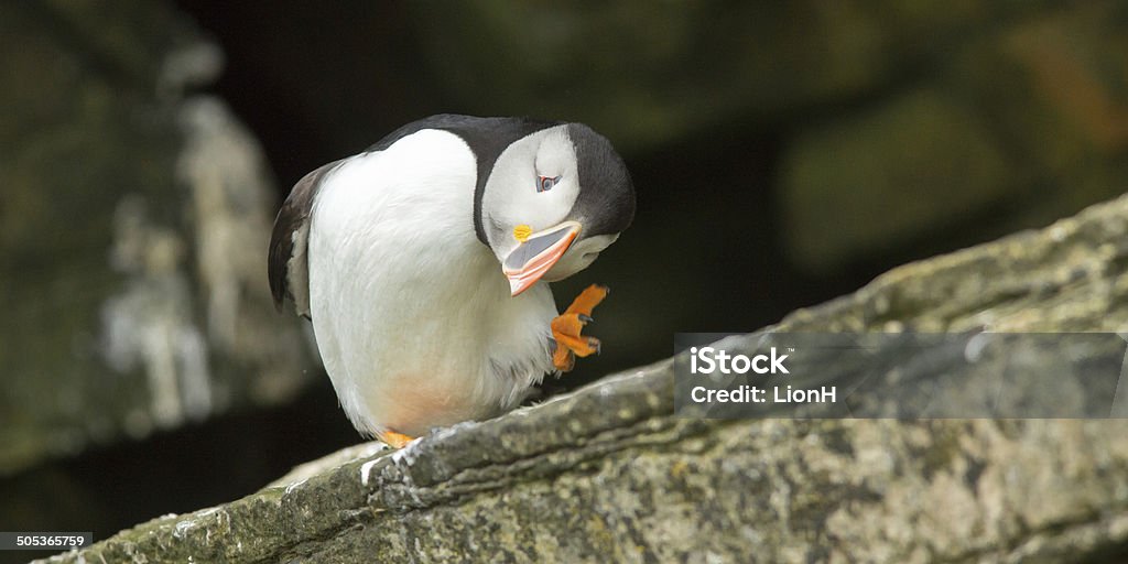 Puffin from scratch Puffin scratching its head with orange foot Puffin Stock Photo