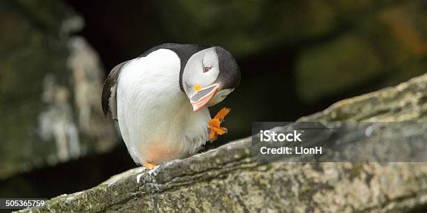 Puffin From Scratch Stock Photo - Download Image Now - Puffin, Scratching, Animal Wildlife