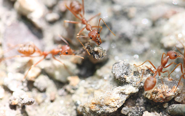 istock Ants are looking for food. 505365893