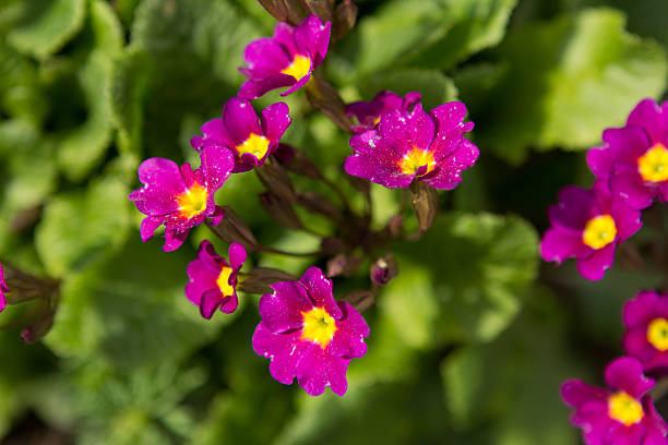 istock purple flowers with yellow center 505366069