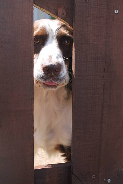 istock springer poking out tongue behind fence 505366093