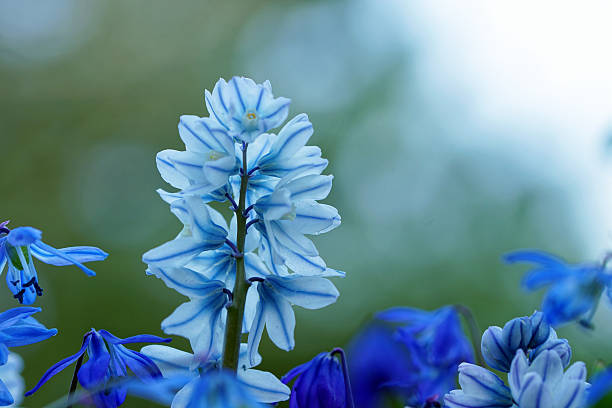 Scilla siberica and striped squill, Germany, Eifel.