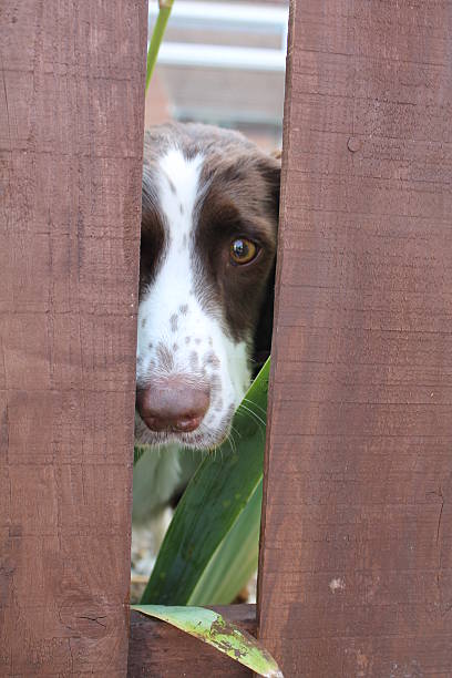istock dog behind fence 505366403