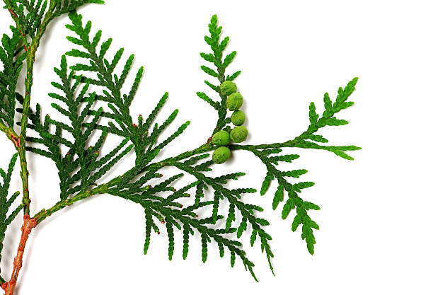 istock Green twig of thuja with cones 505366474