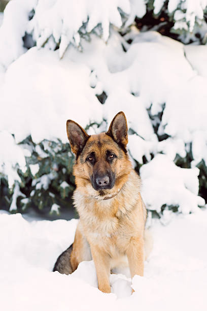 istock German Shepherd dog, standing in the snow 505366892