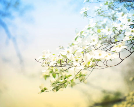 Flowering spring dogwood tree in vintage style