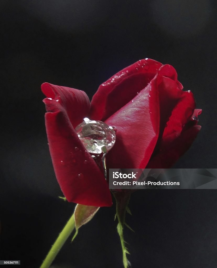 로망스어 꽃을 - 로열티 프리 검정색 배경 스톡 사진