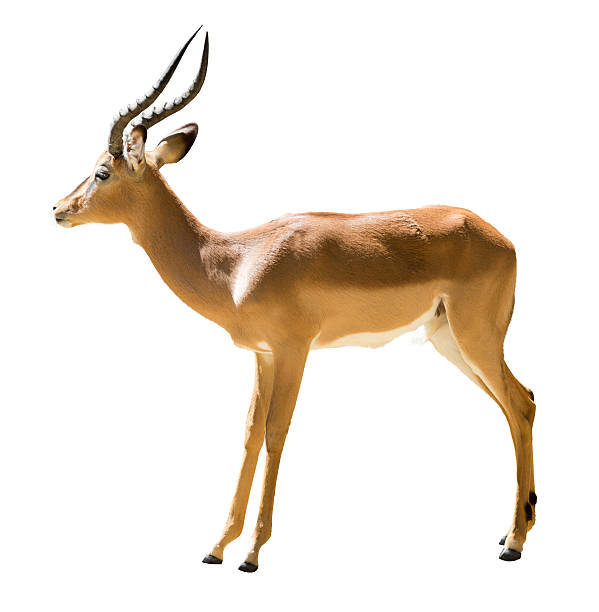male impala male impala (Aepyceros melampus).  Isolated on white  background impala stock pictures, royalty-free photos & images