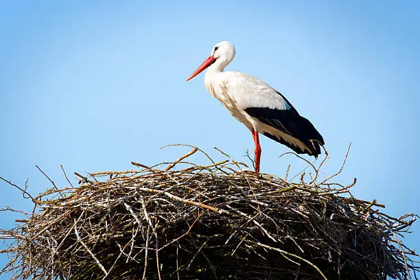 Stork standing in its nest in warm weather