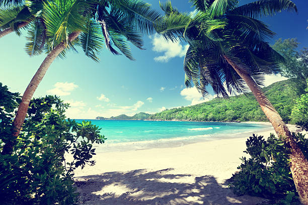 istock beach, Mahe island, Seychelles 505367917