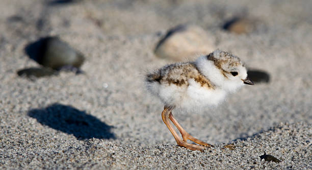 istock Close-up of Piping Plover Chick Charadrius Melodus Two Days Old 505368681