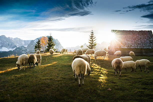 istock Flock of sheep grazing 505368832