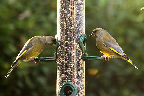 Feeding garden birds in winter: greenfinches Two male European greenfinches (Chloris chloris) are sitting on a silo bird feeder filled with mixed seeds. bird feeder photos stock pictures, royalty-free photos & images