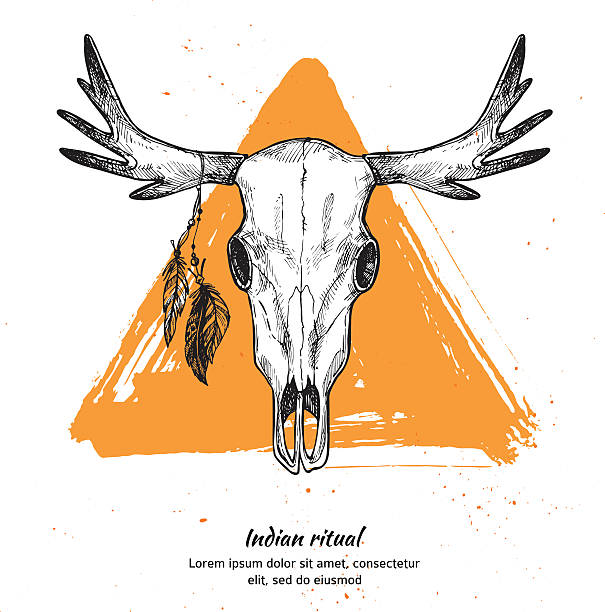 Hand drawn vector illustration - skull of animal with feathers. Hand drawn vector illustration - skull of animal with feathers. animal skull cow bull horned stock illustrations